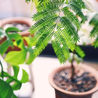 雑貨屋さんでみつけた植物をもっと大きく。初めての【植え替え】にトライしよう♪