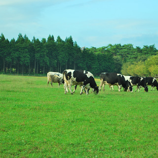 大人もこども楽しめる！那須のおすすめ観光スポット -雨の日プラン付き-