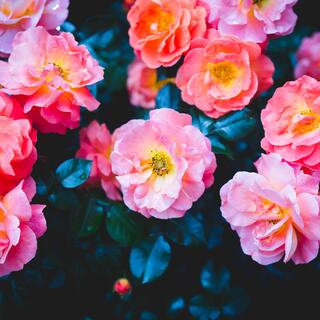 欠点は、あなたの大切な個性。映画のヒロインにみる”魅力的な”女性とは