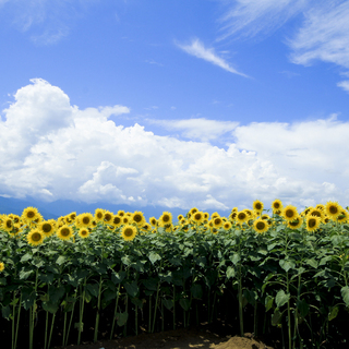 夏のお出かけにおすすめ♪自然とグルメを満喫する「山梨」の観光スポットへ日帰り旅