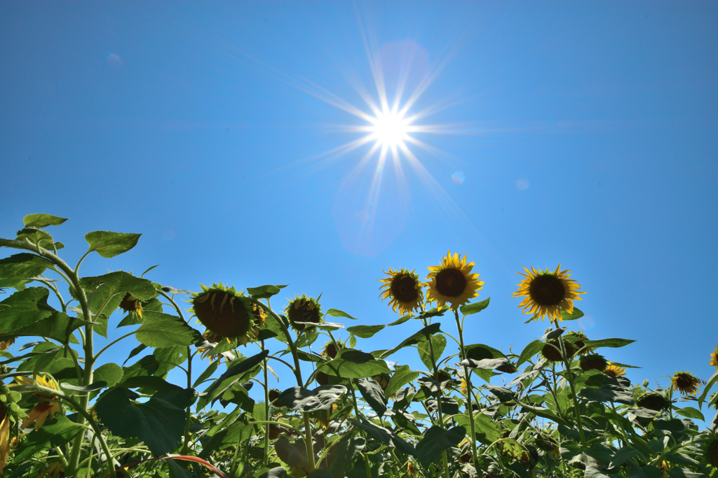 知恵と工夫で真夏を乗り切ろう 一年で一番暑い 大暑 たいしょ の過ごし方 キナリノ