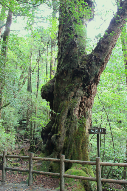 屋久島一本杉の壺 壺台のセット。世界自然遺産に登録され、大変貴重となった木材。 82a8d4eb43c052a8a6a6bbe0093c63