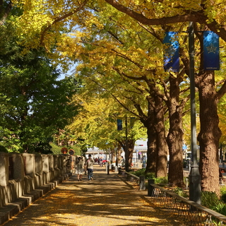 黄色く色づいたら、お散歩に出かけましょ♪あなたの街の“いちょう並木”スポット