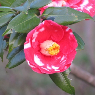 日帰りもできる！気軽に行ける「伊豆大島」大人の満喫旅
