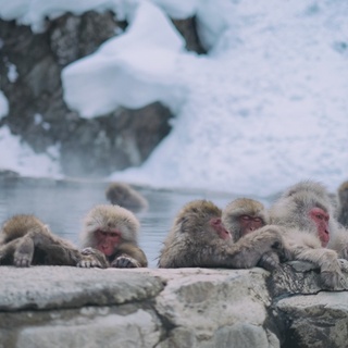 一度は行ってみたい！お猿さんのいる温泉『地獄谷野猿公苑』＆美味しい周辺グルメ