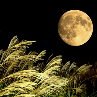 今年は、9月24日。ゆったりした気分で月を愛でる「十五夜（中秋の名月）」のお話