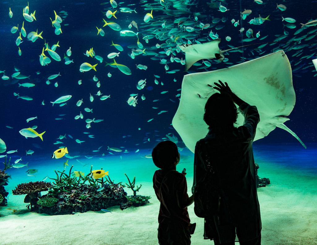 水族館 c213f059730a7f34e517bf27f67617