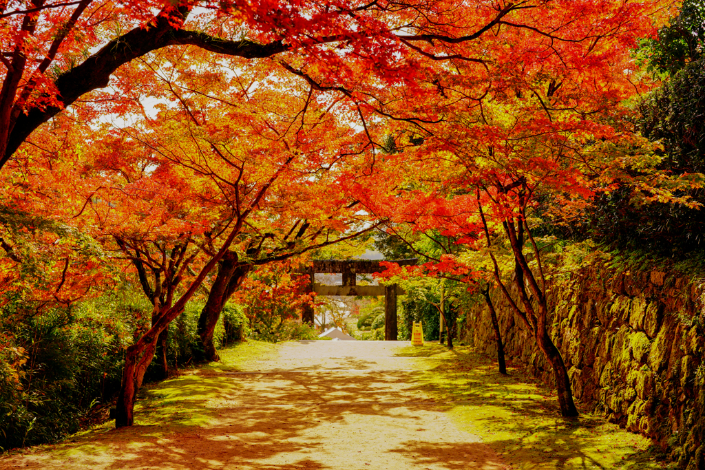 掛け軸/秋/もみじ紅葉 掛け軸/秋/もみじ紅葉