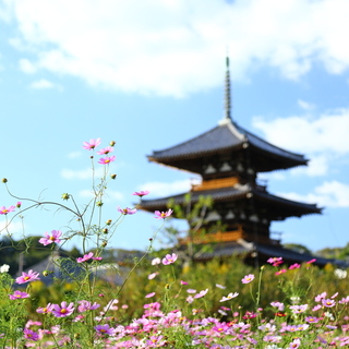歴史と自然をゆるりと楽しめる《奈良》へ。観光名所と穴場スポット20選