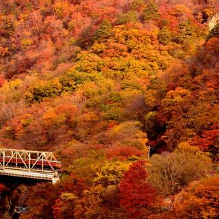 秋を愛でる、特別な大人旅へ。窓から紅葉狩りを楽しめる【もみじ列車】5選