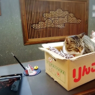 湯上りの「もふもふ」アリます♥  にゃんとも癒される猫のいる温泉宿