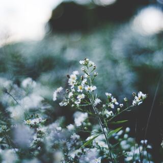 大人になっても保ちたい「みずみずしい感性」どう守る？自身の感性の守り方