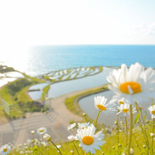 明日晴れたら出かけてみない？ ～ きらきらと凪ぐ春の海へ