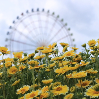 【茨城】自然や歴史etc見所いっぱい！大人も子供も楽しめる「観光スポット」ガイド