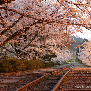 お気に入りの場所で特別な時間を。【京都】桜の名所、集めました
