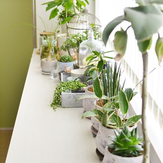 この春はインテリアグリーンと一緒に暮らそう。素敵な置き方のコツ