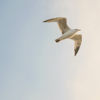 しなやかに生きるために。「思考バランスシート」で心をスキルアップしよう