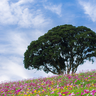 秋ならではの可憐な花に魅せられて…関東地方のコスモス畑を訪れませんか？