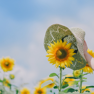 夏の思い出の「ひとコマ」を残しに。ひまわり畑に出かけてみませんか?