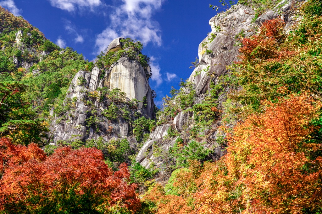 自然が織りなす美しさ 山採りの極上株 リョウブ 650 樹高2.0m位