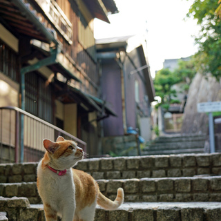 のんびり、気ままな “心のゆとり”を学びに。【猫に会える街】に出掛けよう