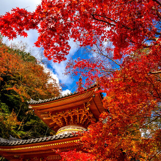 錦繍の秋に魅せられて…近畿地方での紅葉の名所を訪れよう【大阪府南部編】
