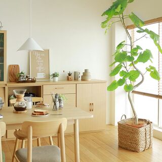 リビングがこんなに見違える。『シンボルツリー』のある暮らし