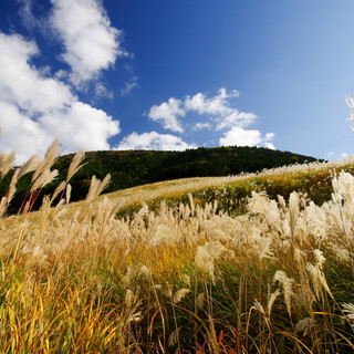 古に想いをはせて。関東エリア「秋の七草」を探しに出かけましょう♪