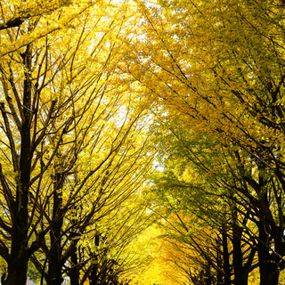 秋色のじゅうたんにうっとり。紅葉が美しい「都内の並木道」5選