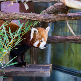 都内からの日帰り旅。東伊豆で「動物たち」に出合える人気スポット