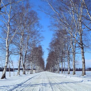 【北海道・道東】女子旅。冬におすすめのアクティビティ&可愛いおみやげ図鑑