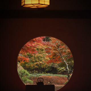 地元民がご案内する《鎌倉の歩きかた》11月篇～紅葉とお茶屋さん～