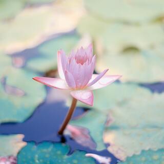 東京都内で「禅」を体験できるお寺12選。疲れた心とアタマを軽くしよう♪