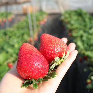 シーズン到来！日本一の名産地【栃木】のおすすめ「いちご狩り」スポット