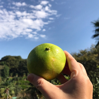 旬のもぎたてを食べ放題♪全国各地のおすすめ「みかん狩り」スポット
