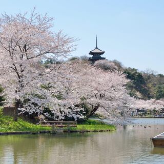 春爛漫とした陽気に包まれながら絶景を楽しもう♪桜の名所9選【神奈川県編】