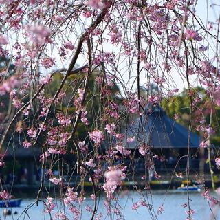 春爛漫とした陽気に包まれながら絶景を楽しもう♪桜の名所8選【千葉県編】