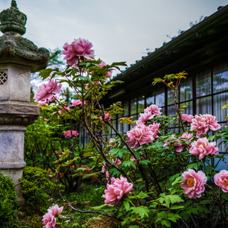 爽やかな春空と百花の王に魅せられて…牡丹の名所5選【奈良県編】