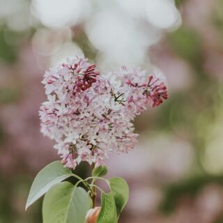 なんでもない日を幸せに。にこやかに、ほがらかに、機嫌よく生きる10のコツ