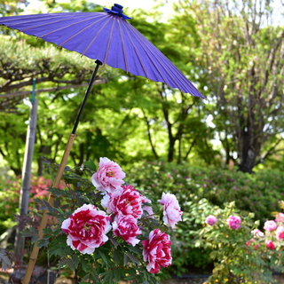 爽やかな春空と百花の王に魅せられて…牡丹の名所6選【滋賀県・京都府・大阪府編】