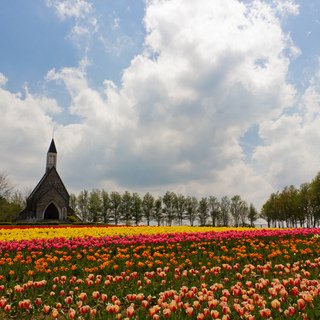 春の陽気に包まれながら。童話のような素敵な風景を見に行こう！東海地方のチューリップ畑