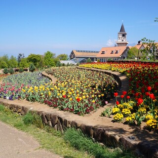 童話のような可愛らしい風景を見に行こう！北陸・甲信越地方のチューリップ畑