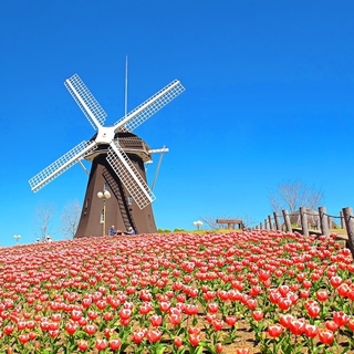 春の陽気に包まれながら童話のように可愛らしい風景を見に行こう…近畿地方のチューリップ畑