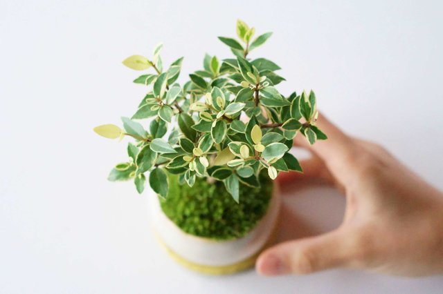 日常に小さな自然を取り入れる、オリジナル盆栽ブランド「石木花（せき