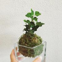 かんたんで可愛いからと迎え入れた 苔玉 それからどう育てていますか キナリノ
