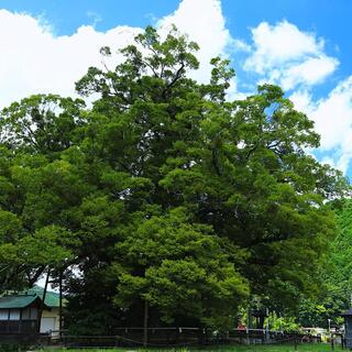 《大阪府》神秘的な魅力を持つ天然記念物「野間の大けやき」と近郊スポット