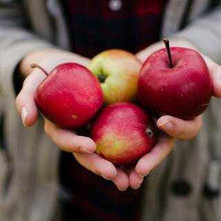 本来の食べごろはいつ?1月~12月の【旬カレンダー】野菜・果物編