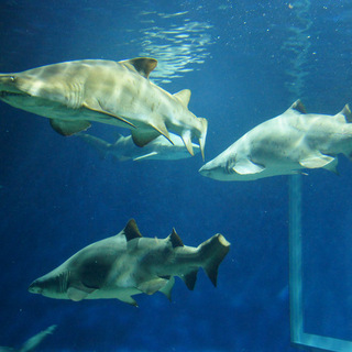 サメとマンボウの他にも見どころ満載！「大洗水族館」の楽しみ方と周辺スポット