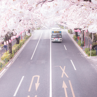 【都内】春の桜をゆっくり眺めよう＊ひとり占めしたい「お花見穴場スポット」