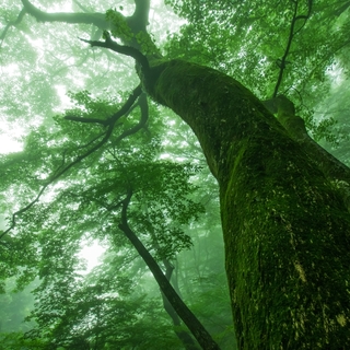 心地よい空気に包まれて心身をリフレッシュ。《東京》森林浴スポット